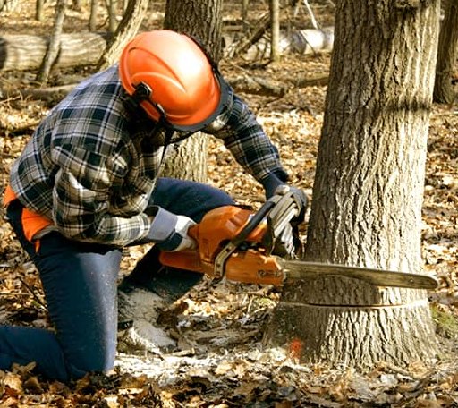 Tree Removal in Gasquet, CA